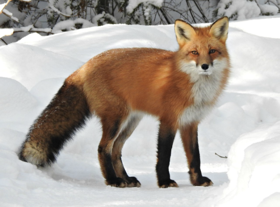 Foto eines Rotfuchses im Schnee
