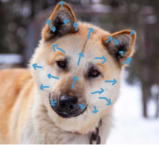 Porträt eines Hundes, der den Kopf neigt. Blaue Pfeile zeigen die Fellrichtung in seinem Gesicht