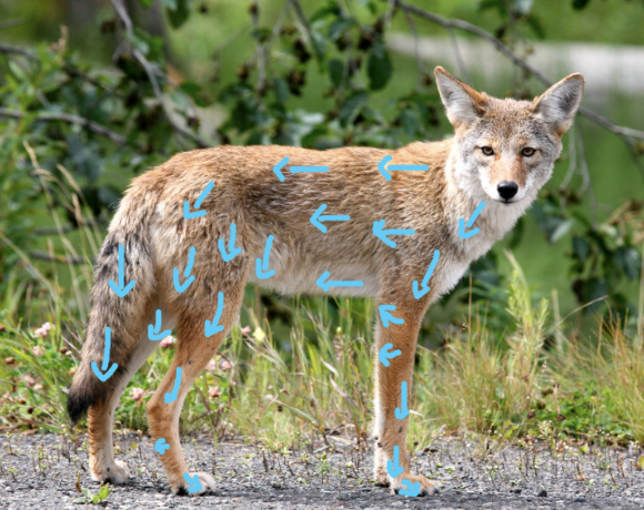 Foto eines Kojoten mit blauen Pfeilen, die die Fellrichtung an seinem Körper zeigen